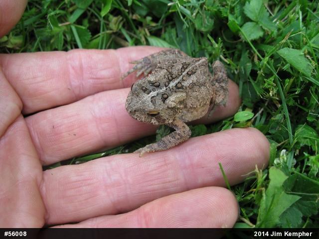 Eastern American Toad