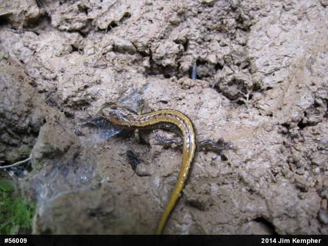 Allegheny Mountain Dusky Salamander