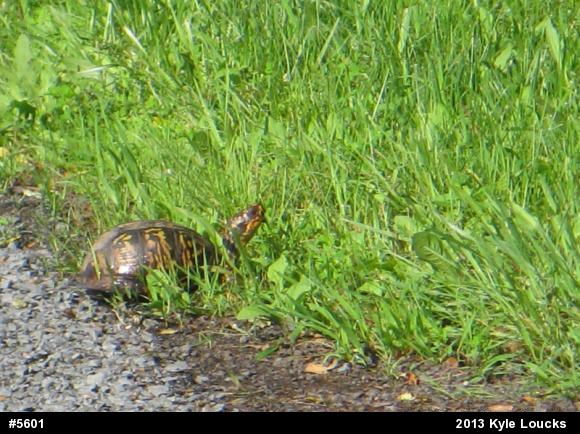 Eastern Box Turtle
