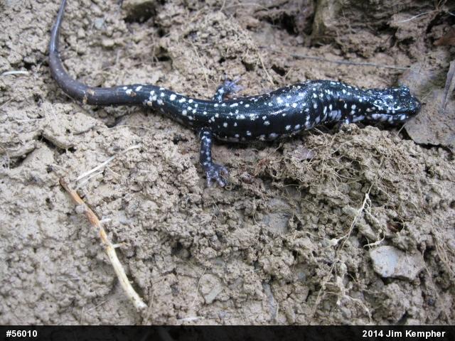 Northern Slimy Salamander