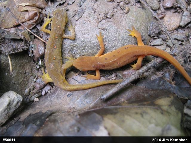 Red-spotted Newt