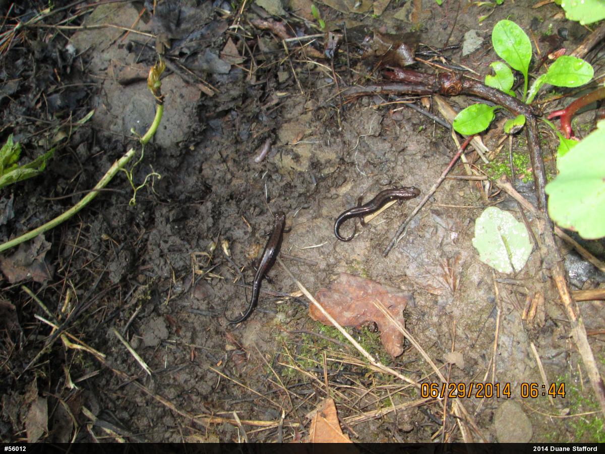 Allegheny Mountain Dusky Salamander