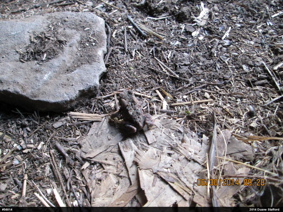 Eastern American Toad