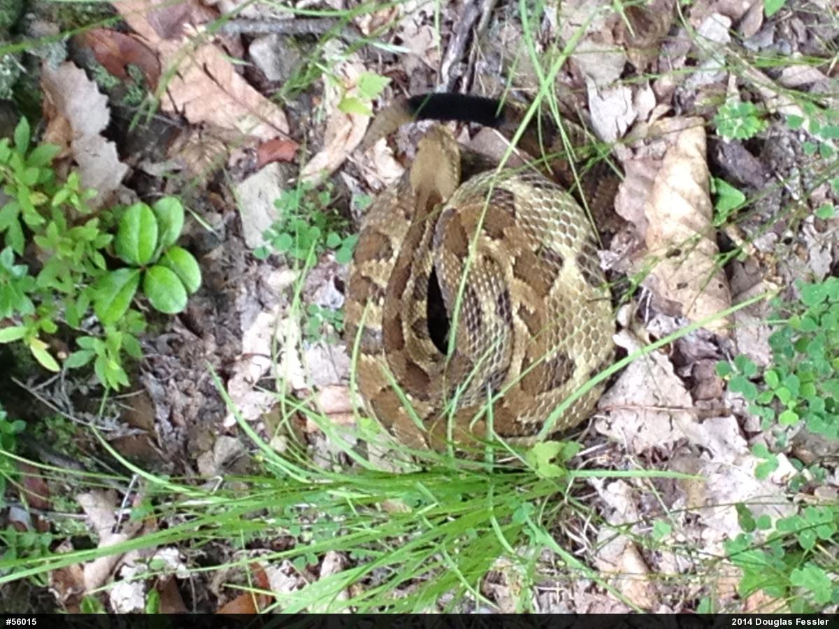Timber Rattlesnake
