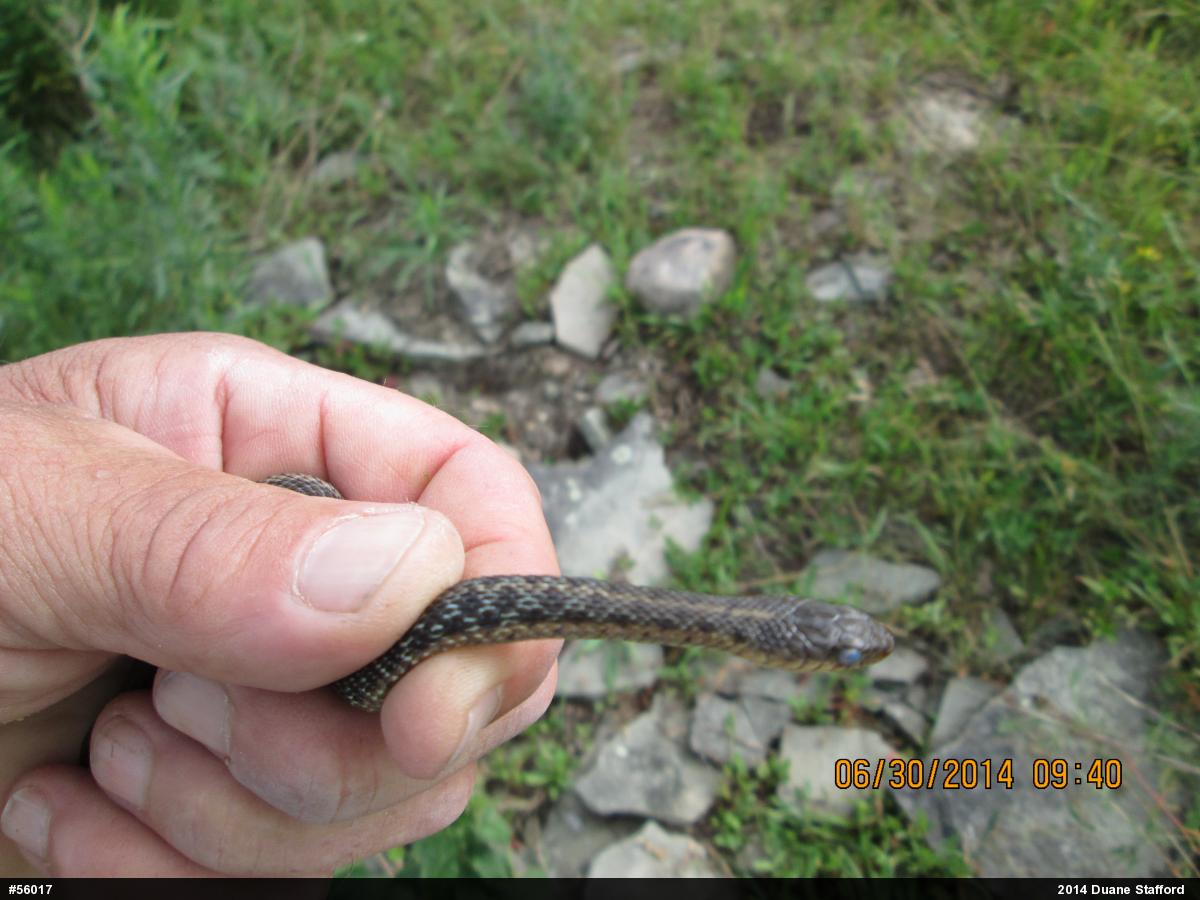 Eastern Gartersnake