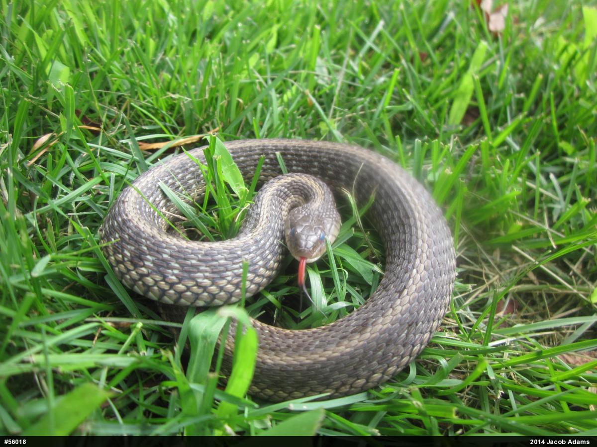 Eastern Gartersnake