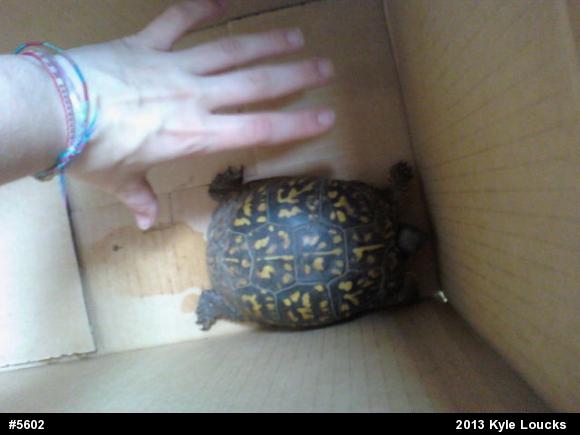 Eastern Box Turtle