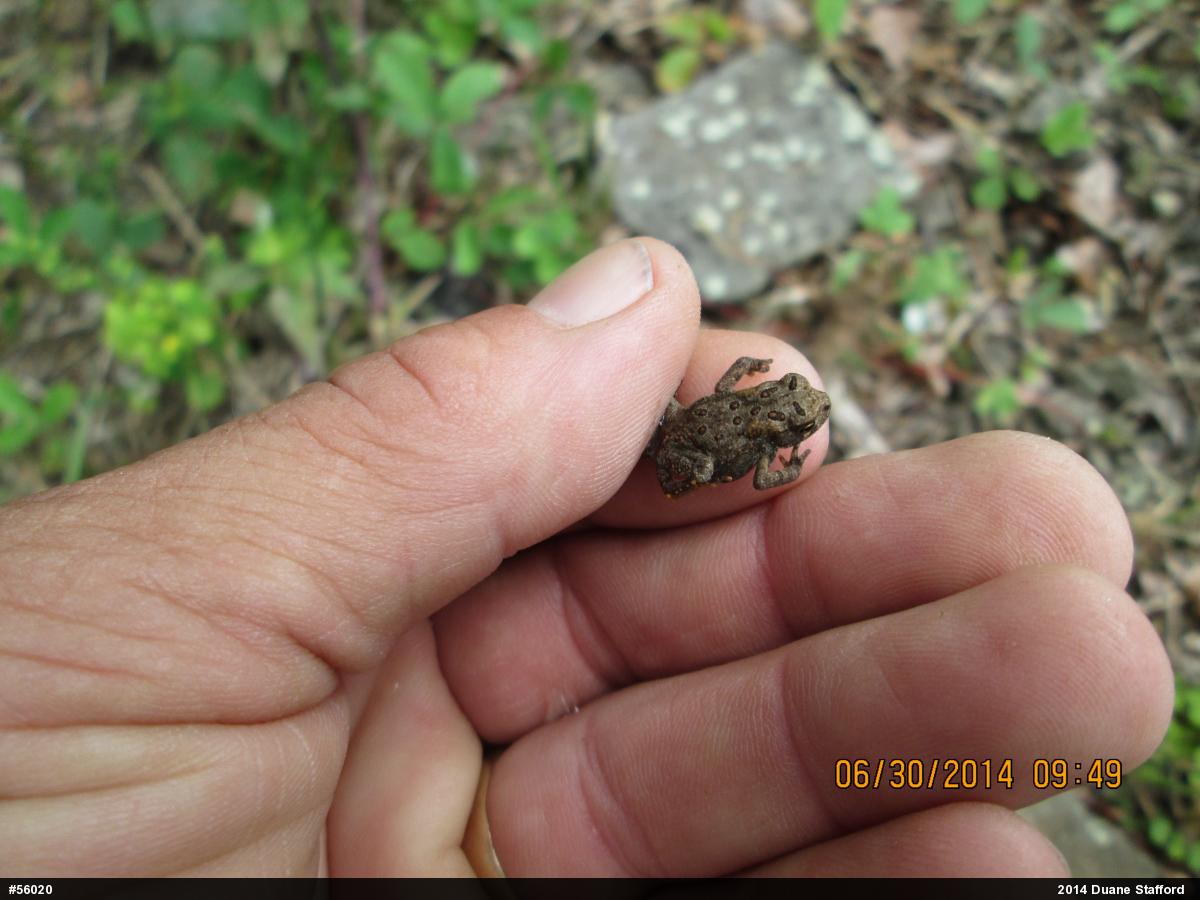 Eastern American Toad