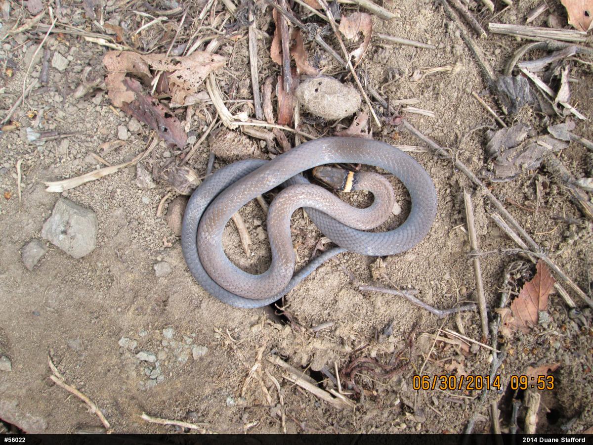 Northern Ring-necked Snake
