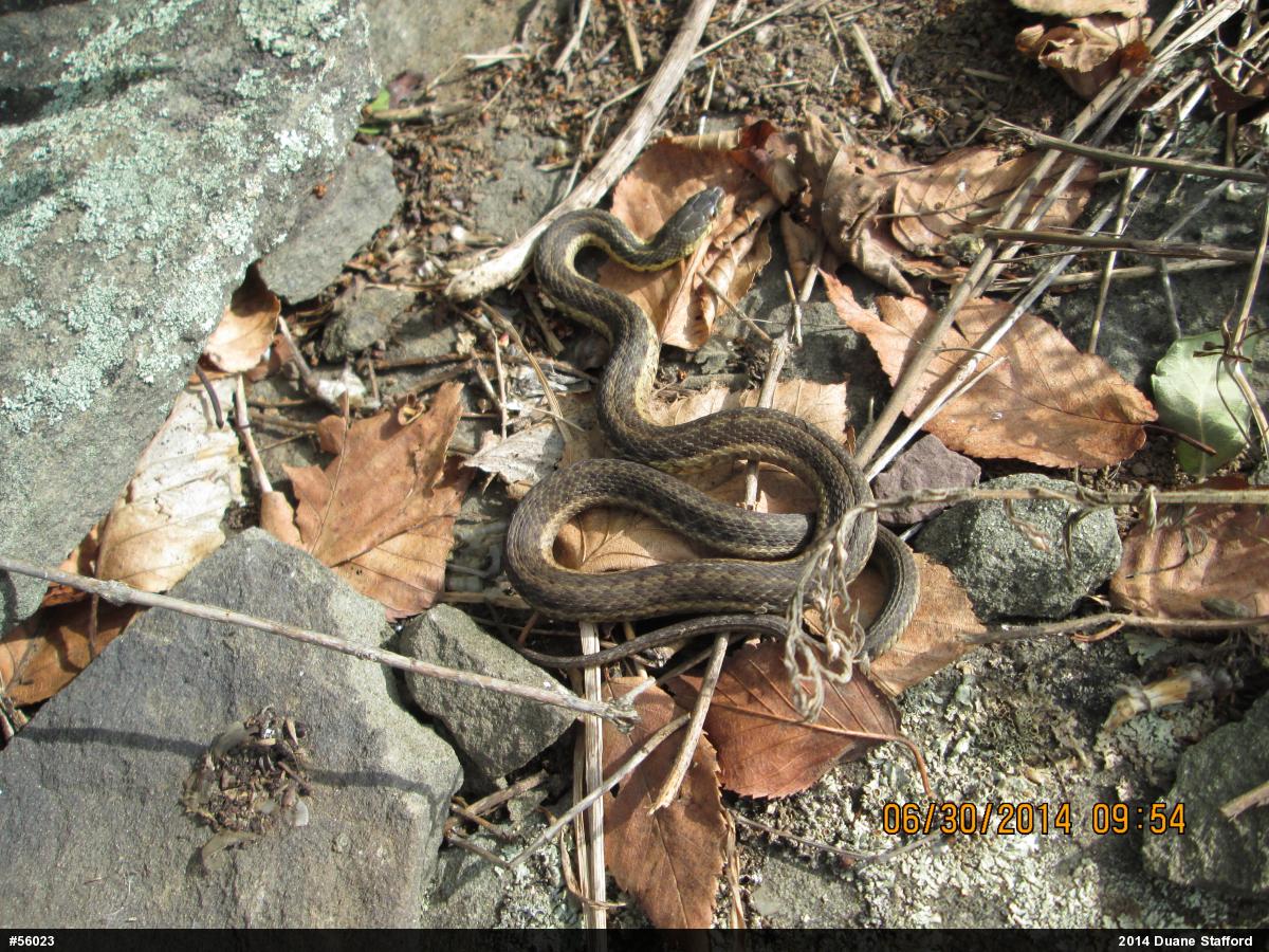 Eastern Gartersnake