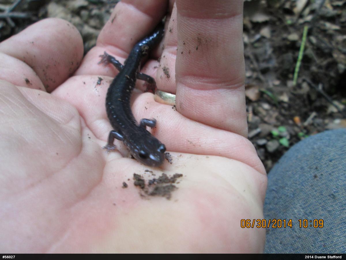 Wehrle's Salamander