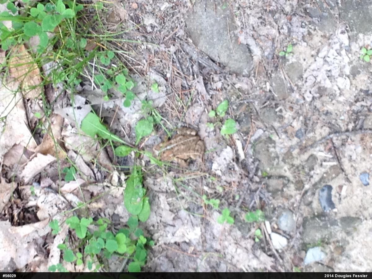 Eastern American Toad