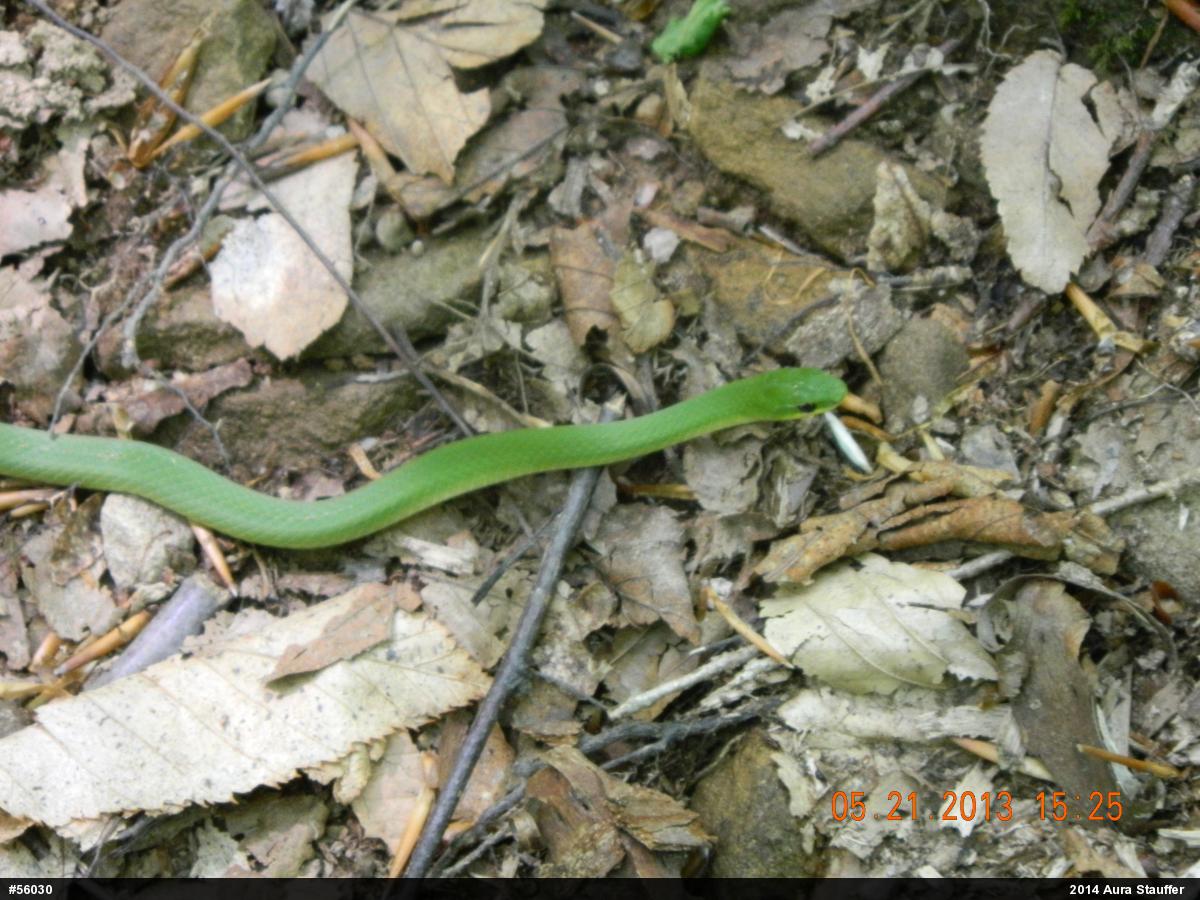 Smooth Greensnake