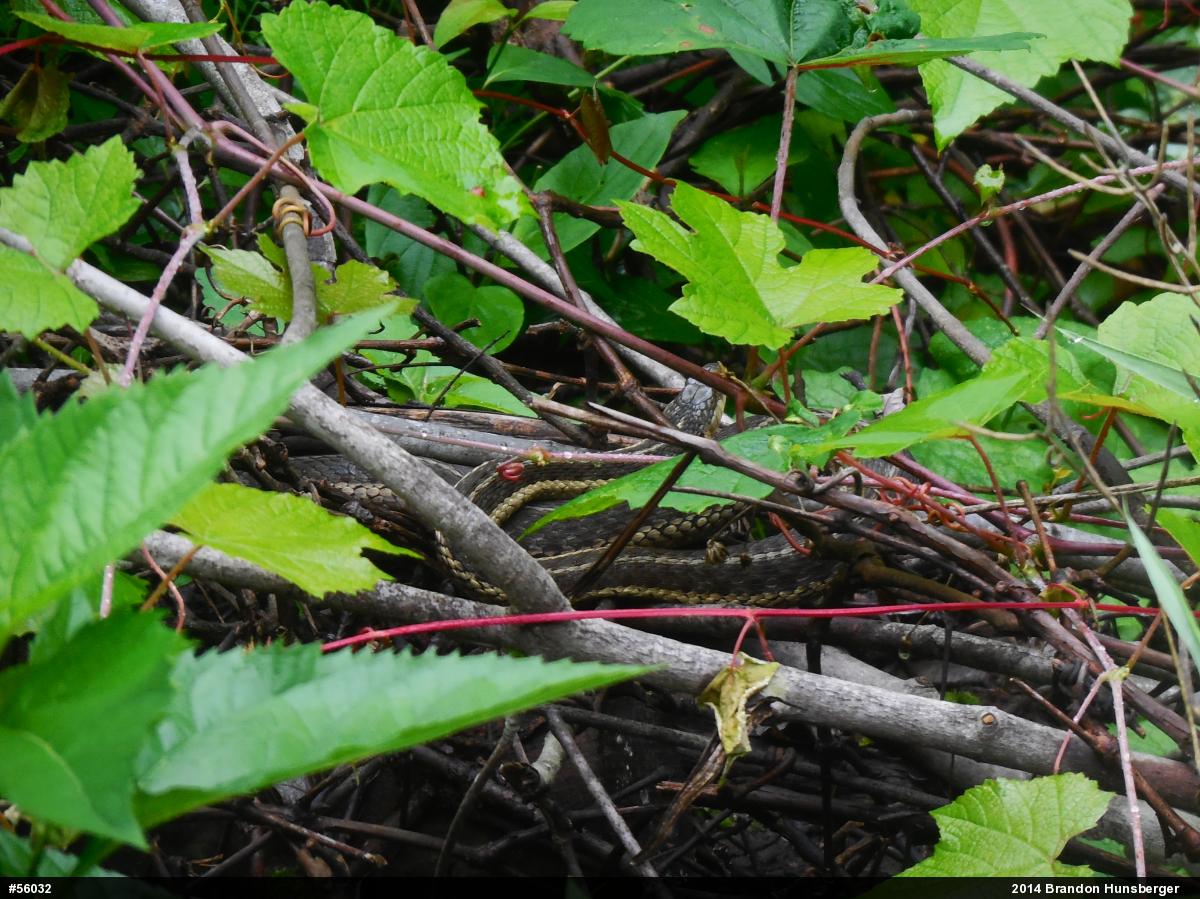 Eastern Gartersnake