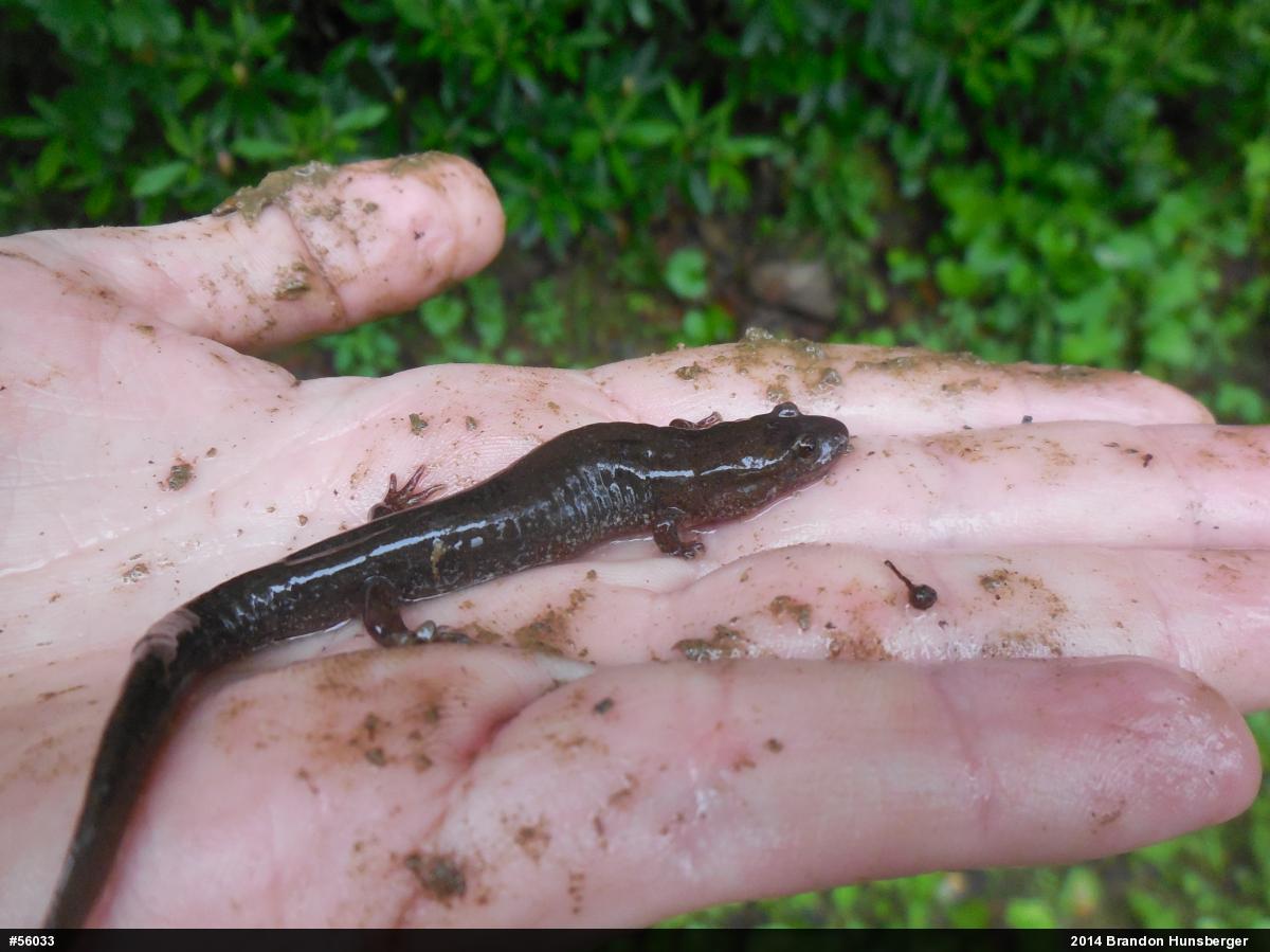Northern Dusky Salamander