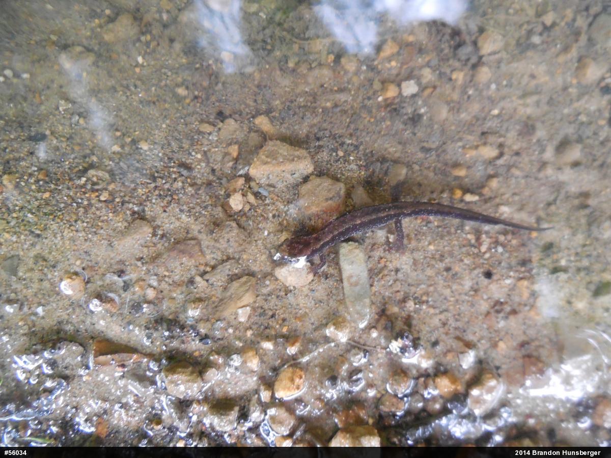 Allegheny Mountain Dusky Salamander