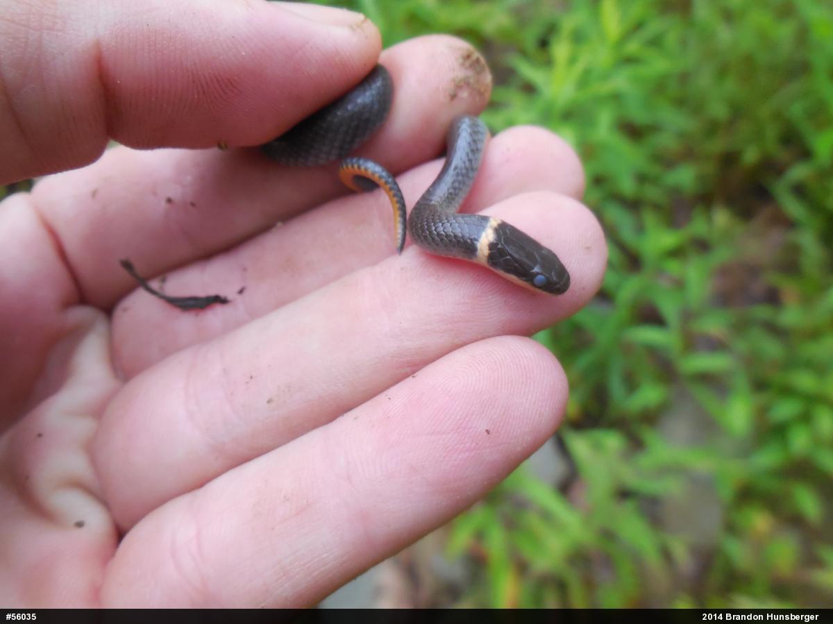 Northern Ring-necked Snake