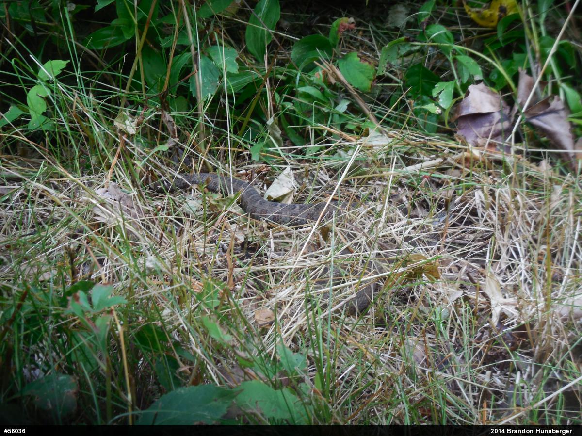 Northern Watersnake