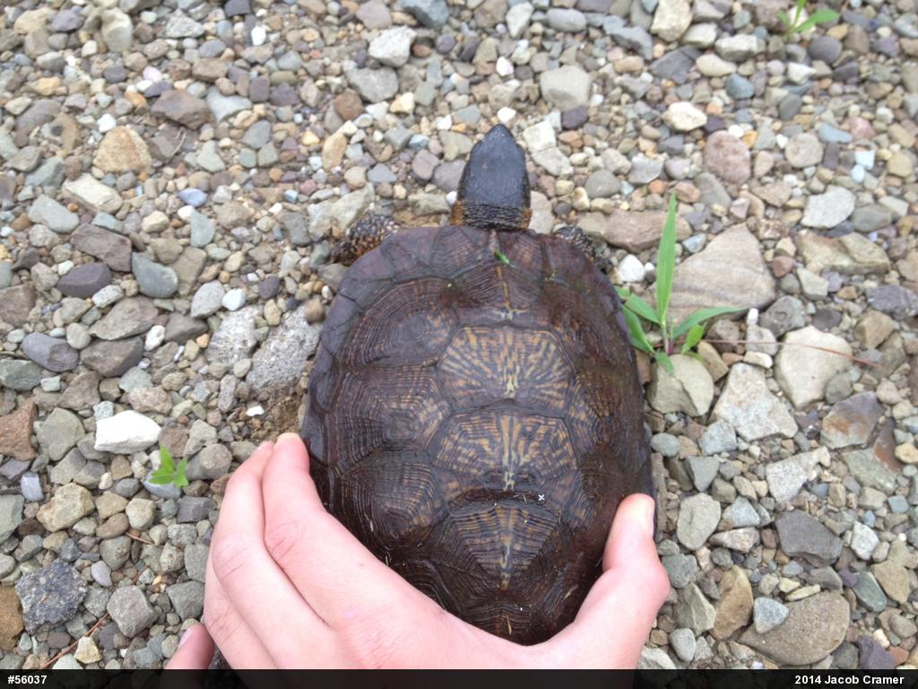 Wood Turtle
