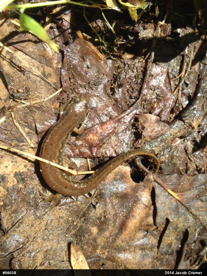 Northern Dusky Salamander