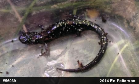 Northern Slimy Salamander