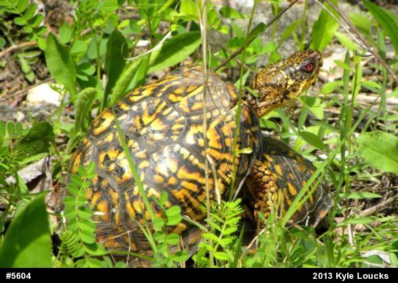 Eastern Box Turtle