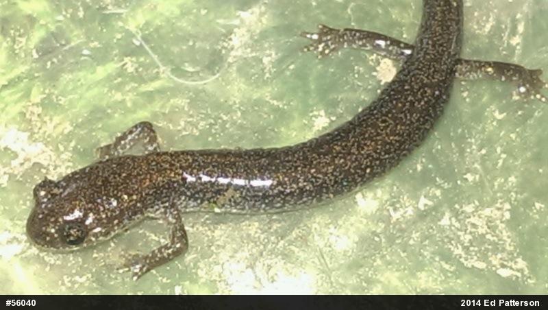 Valley And Ridge Salamander