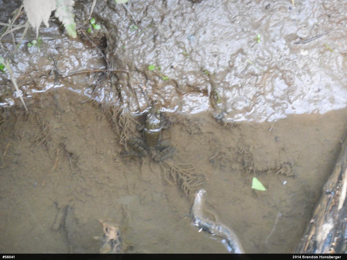 Green Frog