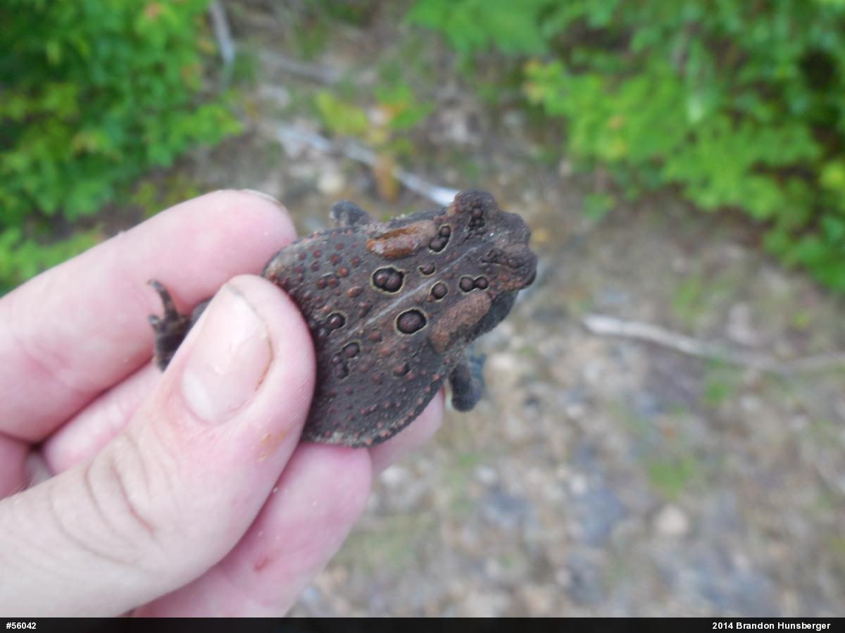 Eastern American Toad