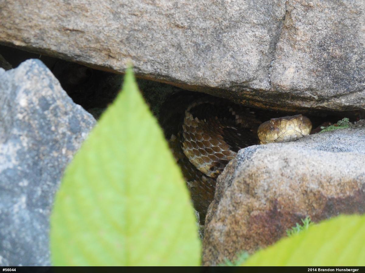 Timber Rattlesnake