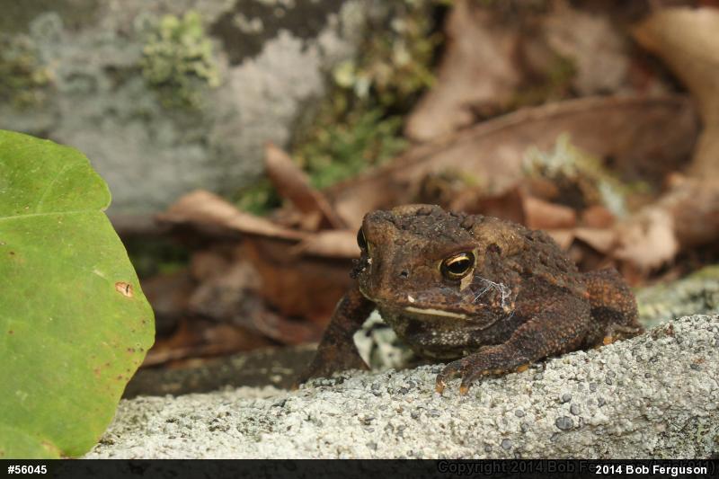 Eastern American Toad