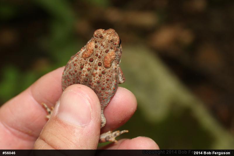 Eastern American Toad