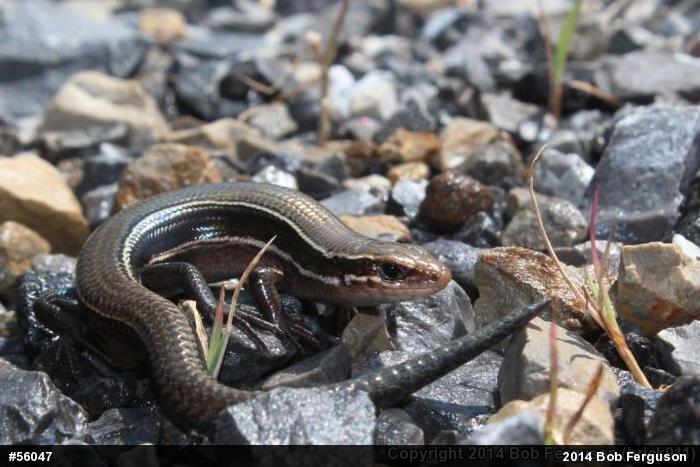 Northern Coal Skink