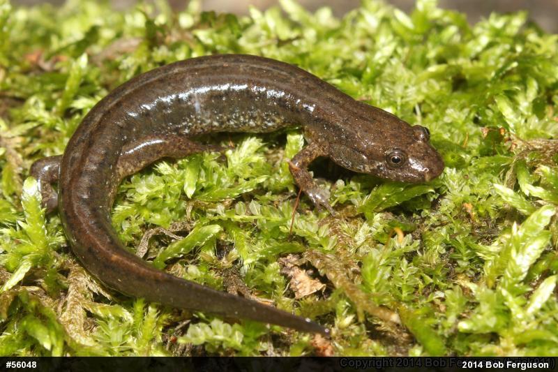 Northern Dusky Salamander