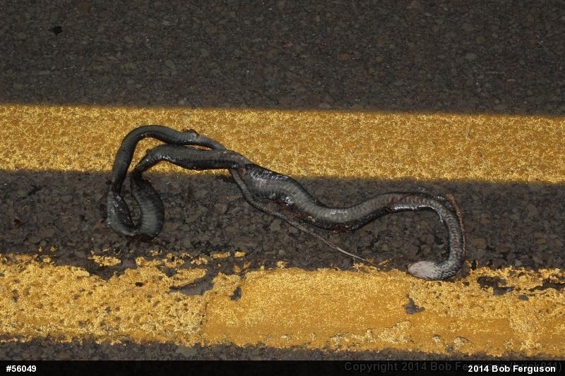 Northern Black Racer