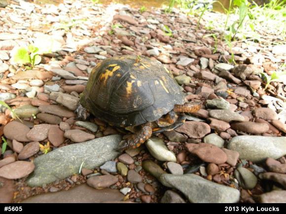 Eastern Box Turtle