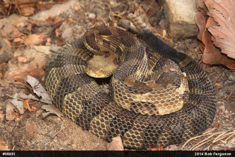 Timber Rattlesnake