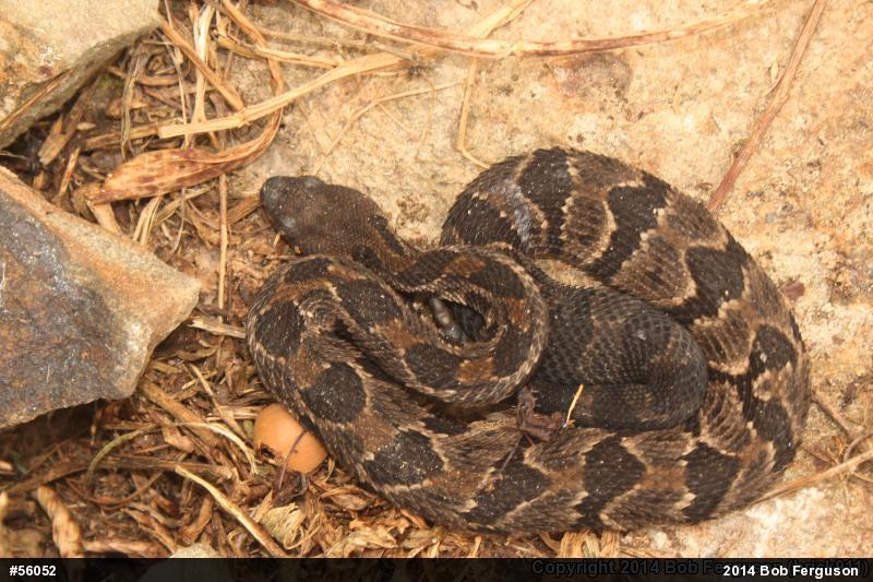 Timber Rattlesnake