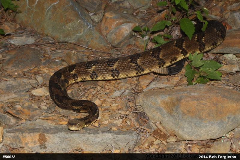 Timber Rattlesnake