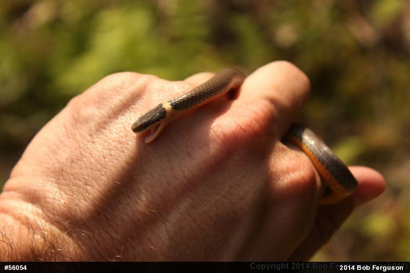 Northern Ring-necked Snake