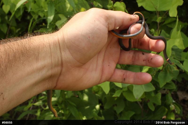 Northern Ring-necked Snake