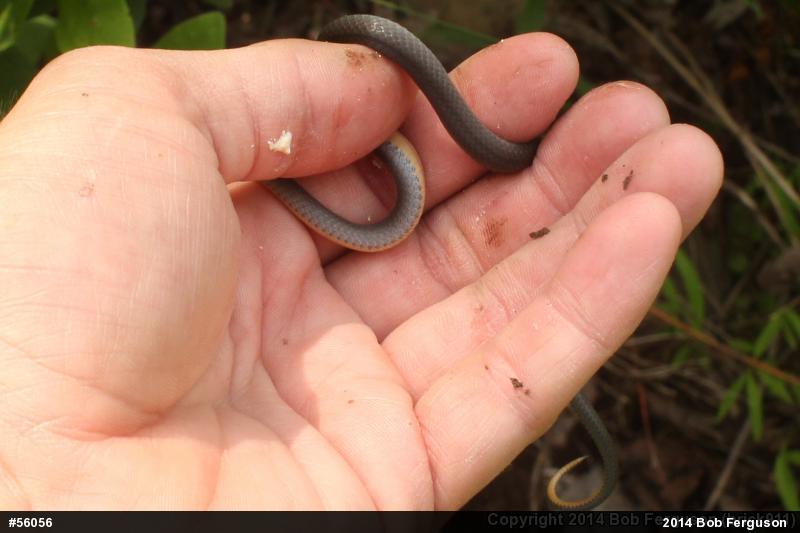 Northern Ring-necked Snake