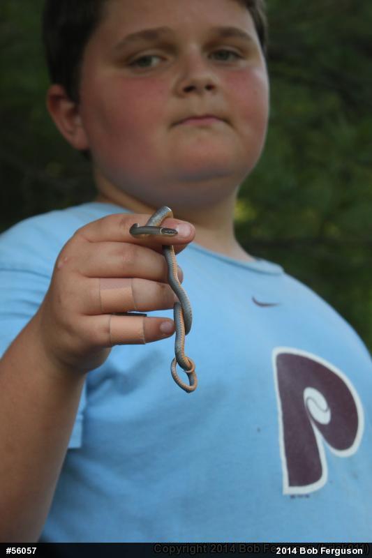 Northern Ring-necked Snake