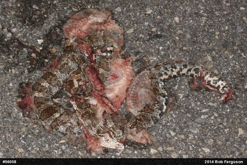 Eastern Milksnake