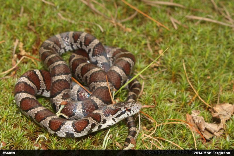 Eastern Milksnake