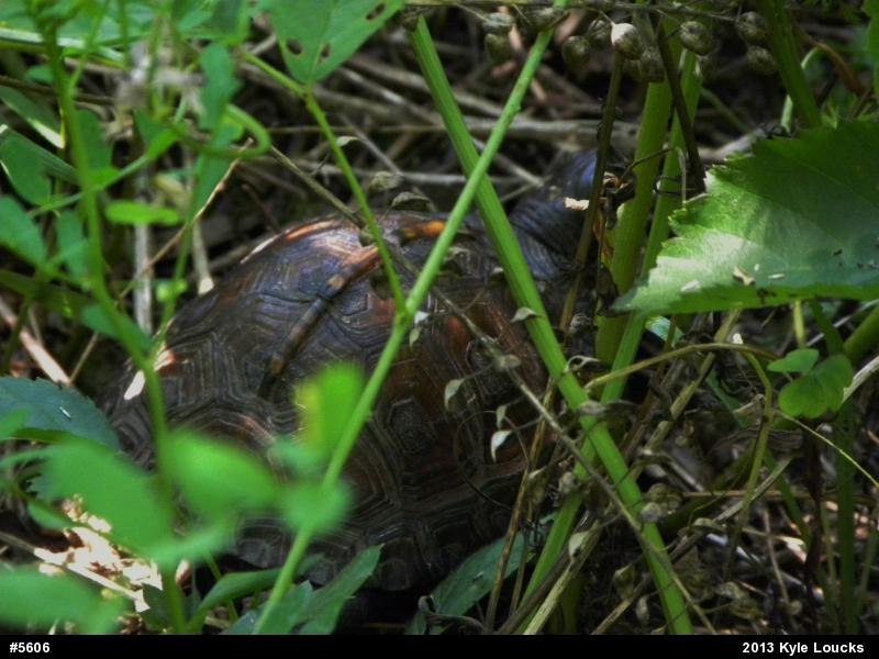Eastern Box Turtle