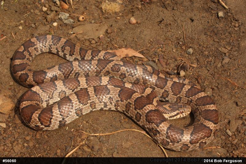 Eastern Milksnake