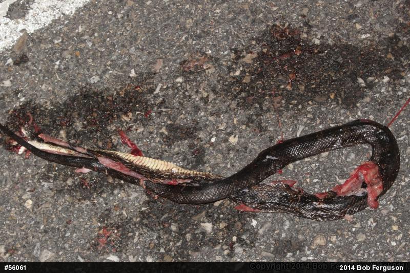Eastern Ratsnake