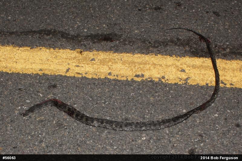 Eastern Ratsnake