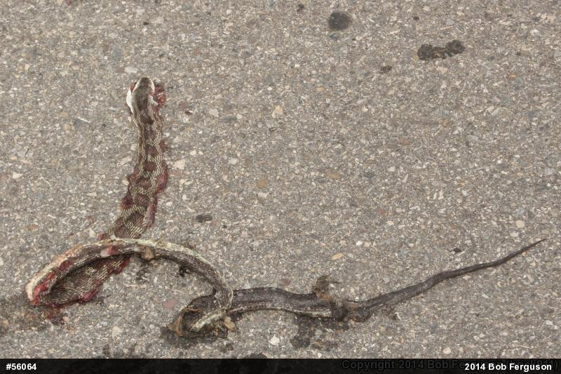 Eastern Ratsnake